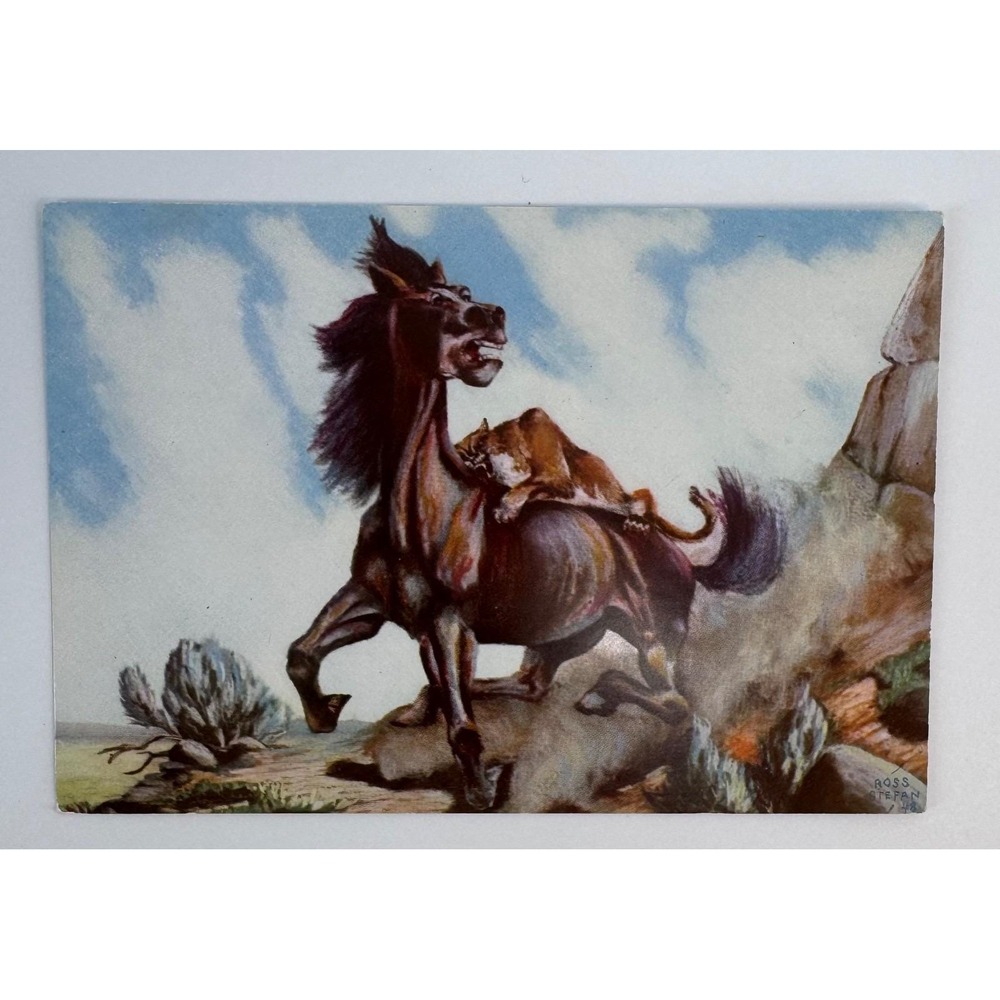 Lot 3 Ross Stefan 1948 Uncirculated Postcards A New Experience Good Scout Attack - Picture 3 of 15